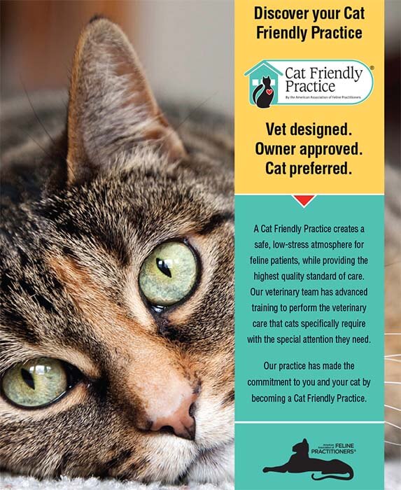 Cat Friendly Ad