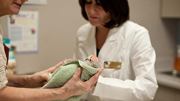 Veterinary Emeregency Care at Burloak Animal Hospital